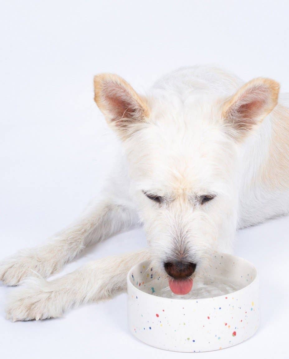 Dog Bowl Set New Party white