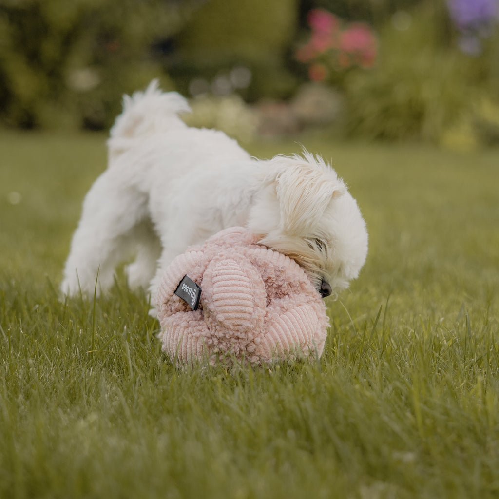 Schnüffelball Bobby